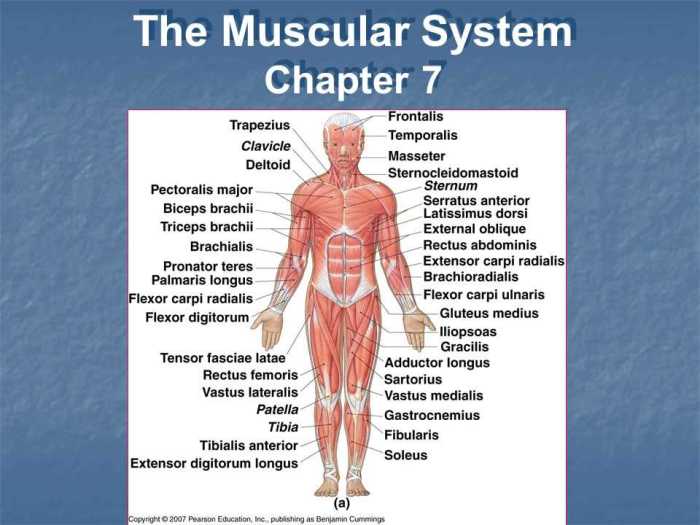 The skeletal system haspi answer key