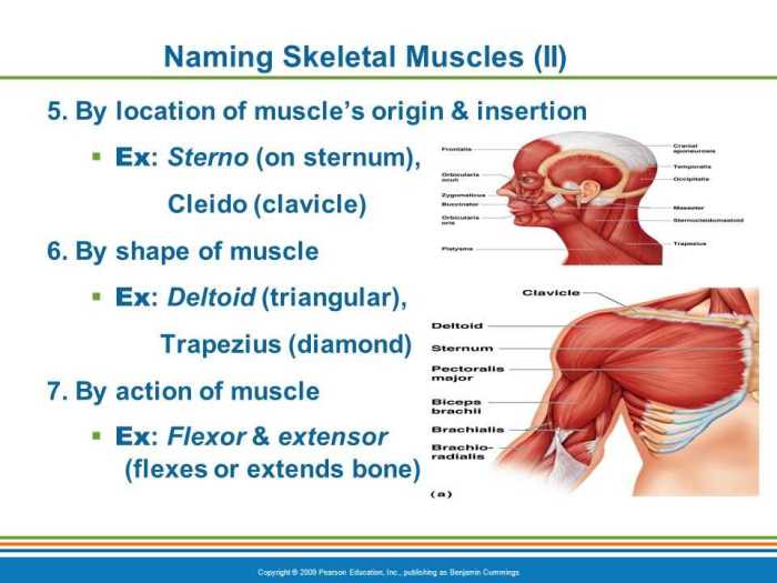 The skeletal system haspi answer key