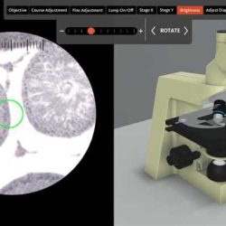 Virtual microscope by bionetwork answer key