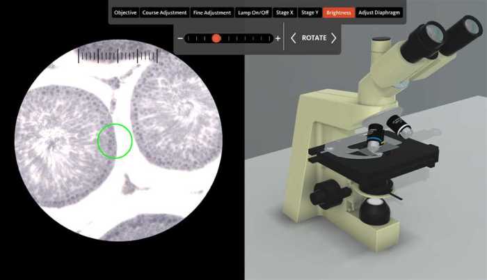 Virtual microscope by bionetwork answer key